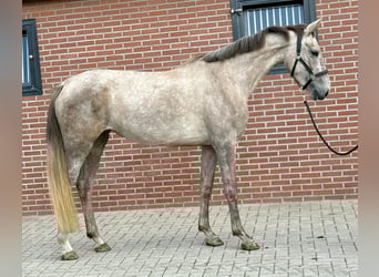 KWPN, Yegua, 3 años, 168 cm, White/Blanco