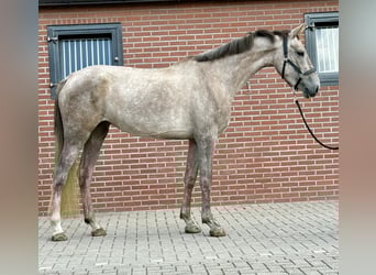 KWPN, Yegua, 3 años, 168 cm, White/Blanco