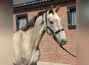 KWPN, Yegua, 3 años, 168 cm, White/Blanco