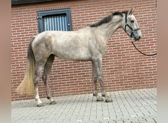 KWPN, Yegua, 3 años, 168 cm, White/Blanco