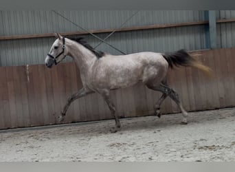 KWPN, Yegua, 3 años, 168 cm, White/Blanco