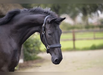 KWPN, Yegua, 3 años, 170 cm, Castaño oscuro