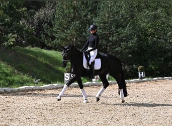 KWPN, Yegua, 3 años, 170 cm, Negro
