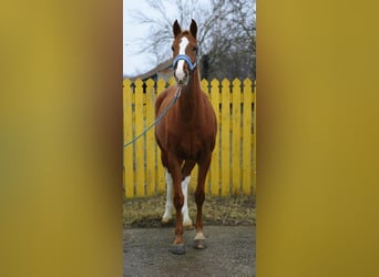 KWPN, Yegua, 3 años, 171 cm, Alazán