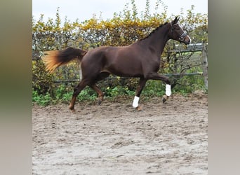 KWPN, Yegua, 3 años, 171 cm, Alazán-tostado