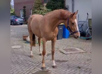 KWPN, Yegua, 3 años, 172 cm, Castaño claro