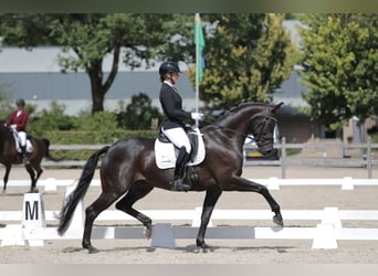 KWPN, Yegua, 3 años, 172 cm, Castaño oscuro