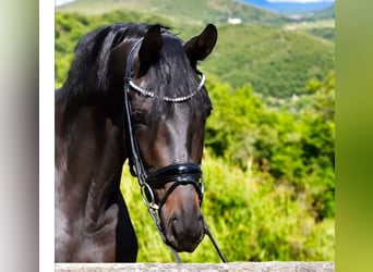 KWPN, Yegua, 3 años, 172 cm, Castaño oscuro