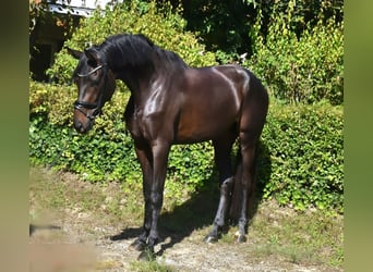 KWPN, Yegua, 3 años, 172 cm, Castaño oscuro