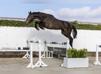 KWPN, Yegua, 3 años, 172 cm, Castaño oscuro
