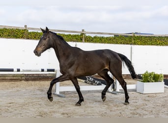 KWPN, Yegua, 3 años, 172 cm, Castaño oscuro