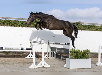 KWPN, Yegua, 3 años, 172 cm, Castaño oscuro