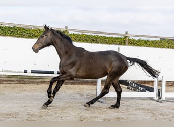 KWPN, Yegua, 3 años, 172 cm, Castaño oscuro