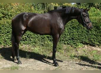 KWPN, Yegua, 3 años, 174 cm, Castaño