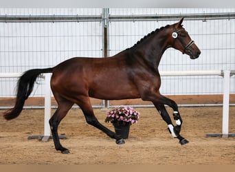 KWPN, Yegua, 3 años, 175 cm, Castaño