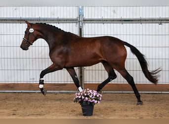 KWPN, Yegua, 3 años, 175 cm, Castaño