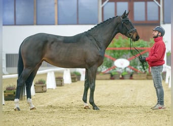 KWPN, Yegua, 3 años, Castaño oscuro