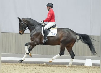 KWPN, Yegua, 3 años, Castaño oscuro