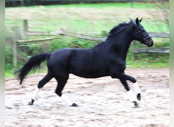 KWPN, Yegua, 4 años, 157 cm, Negro