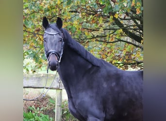 KWPN, Yegua, 4 años, 157 cm, Negro