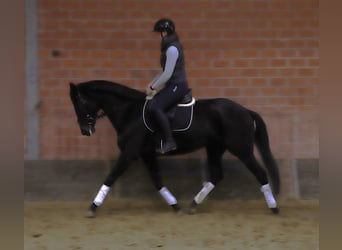 KWPN, Yegua, 4 años, 158 cm, Negro
