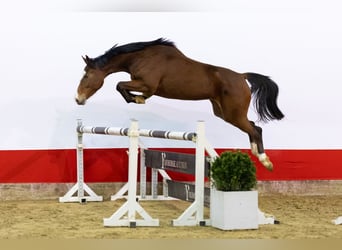 KWPN, Yegua, 4 años, 160 cm