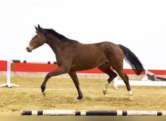 KWPN, Yegua, 4 años, 160 cm, Castaño