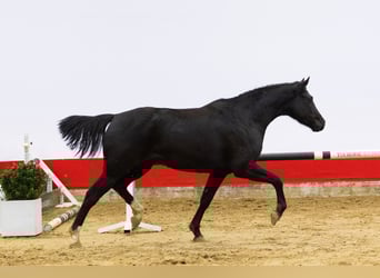 KWPN, Yegua, 4 años, 161 cm, Negro