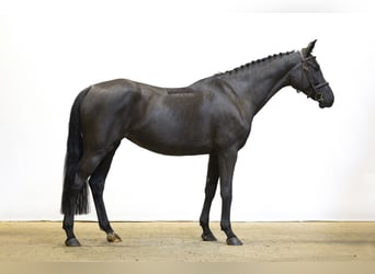 KWPN, Yegua, 4 años, 161 cm, Negro