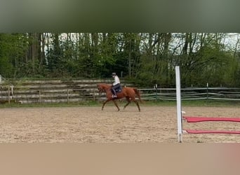 KWPN, Yegua, 4 años, 162 cm, Alazán