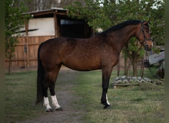 KWPN, Yegua, 4 años, 162 cm, Castaño