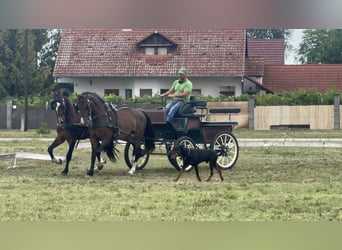 KWPN, Yegua, 4 años, 162 cm, Castaño