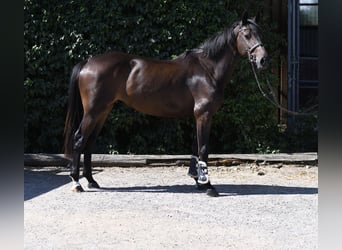 KWPN, Yegua, 4 años, 162 cm, Castaño