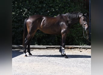 KWPN, Yegua, 4 años, 162 cm, Castaño