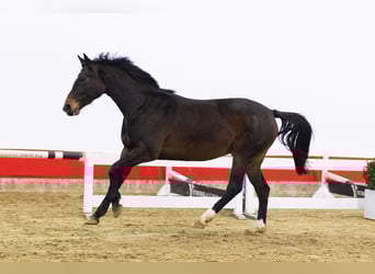 KWPN, Yegua, 4 años, 162 cm, Castaño oscuro