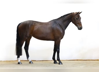 KWPN, Yegua, 4 años, 162 cm, Castaño oscuro