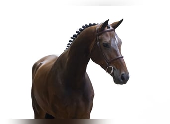 KWPN, Yegua, 4 años, 162 cm, Castaño oscuro