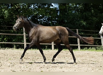 KWPN, Yegua, 4 años, 163 cm, Buckskin/Bayo