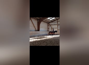 KWPN, Yegua, 4 años, 164 cm, Castaño