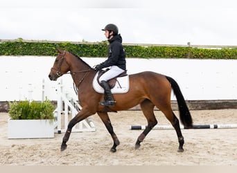 KWPN, Yegua, 4 años, 164 cm, Castaño