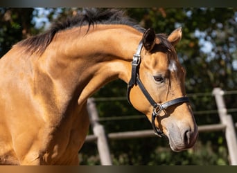 KWPN, Yegua, 4 años, 165 cm, Buckskin/Bayo