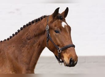 KWPN, Yegua, 4 años, 165 cm, Castaño