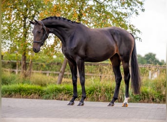 KWPN, Yegua, 4 años, 165 cm, Castaño oscuro