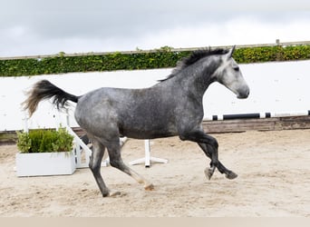 KWPN, Yegua, 4 años, 165 cm, Tordo