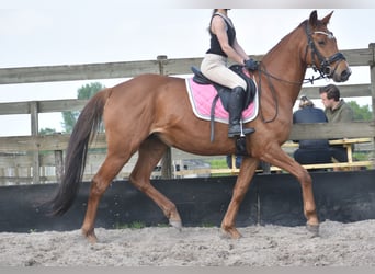KWPN, Yegua, 4 años, 166 cm, Alazán