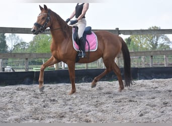 KWPN, Yegua, 4 años, 166 cm, Alazán