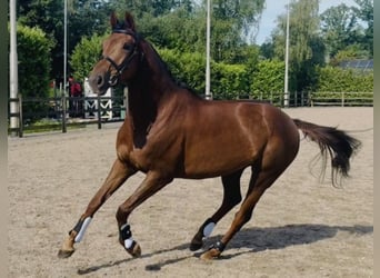 KWPN, Yegua, 4 años, 166 cm, Alazán-tostado