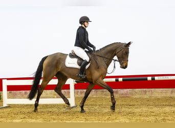 KWPN, Yegua, 4 años, 166 cm, Castaño