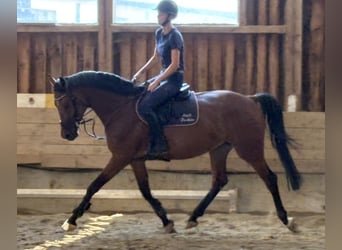 KWPN, Yegua, 4 años, 166 cm, Castaño oscuro