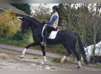 KWPN, Yegua, 4 años, 166 cm, Negro